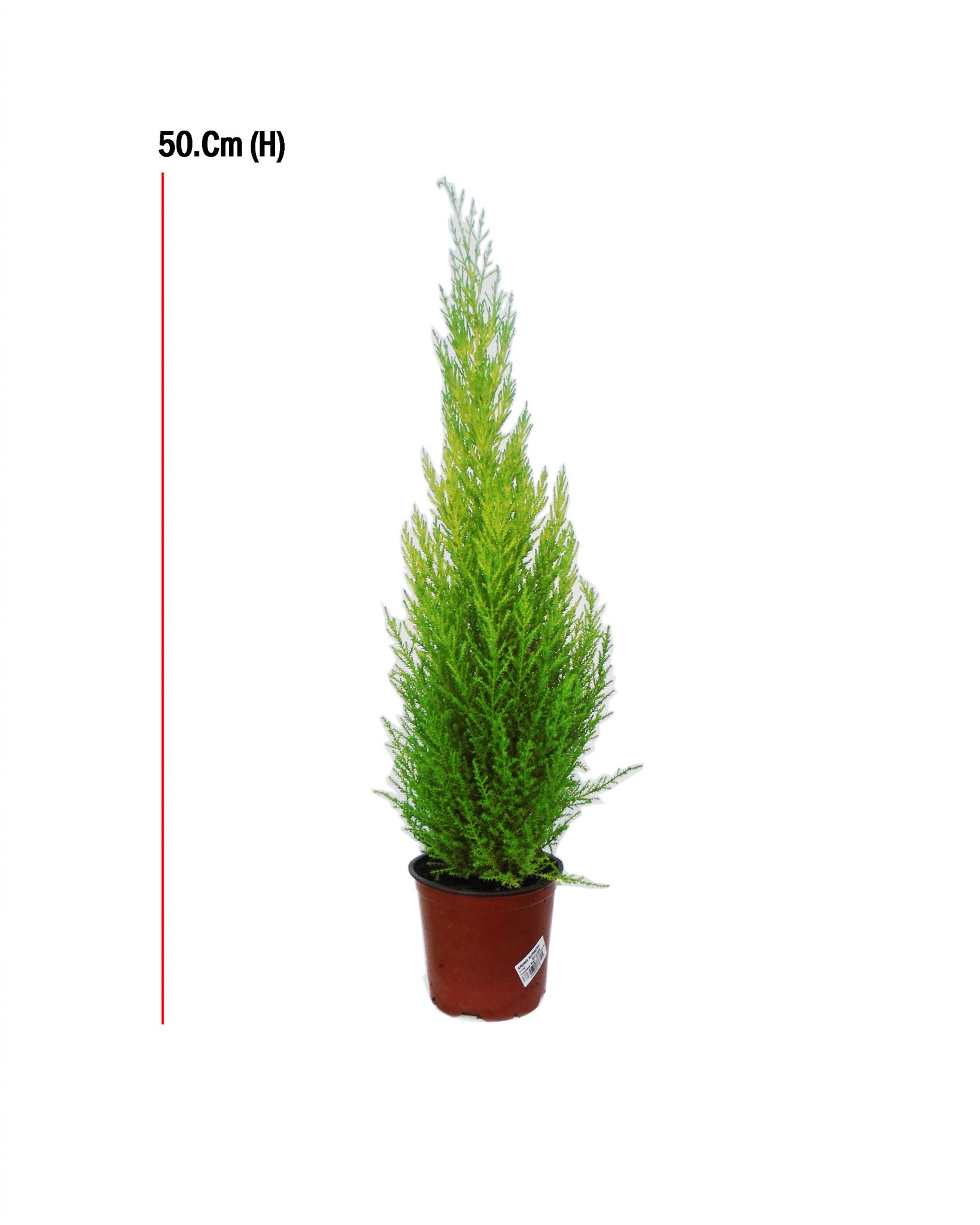 Aroma Nursery wll – Webstore | Cupressus Macro Goldcrest Wilma – Size: 50cm