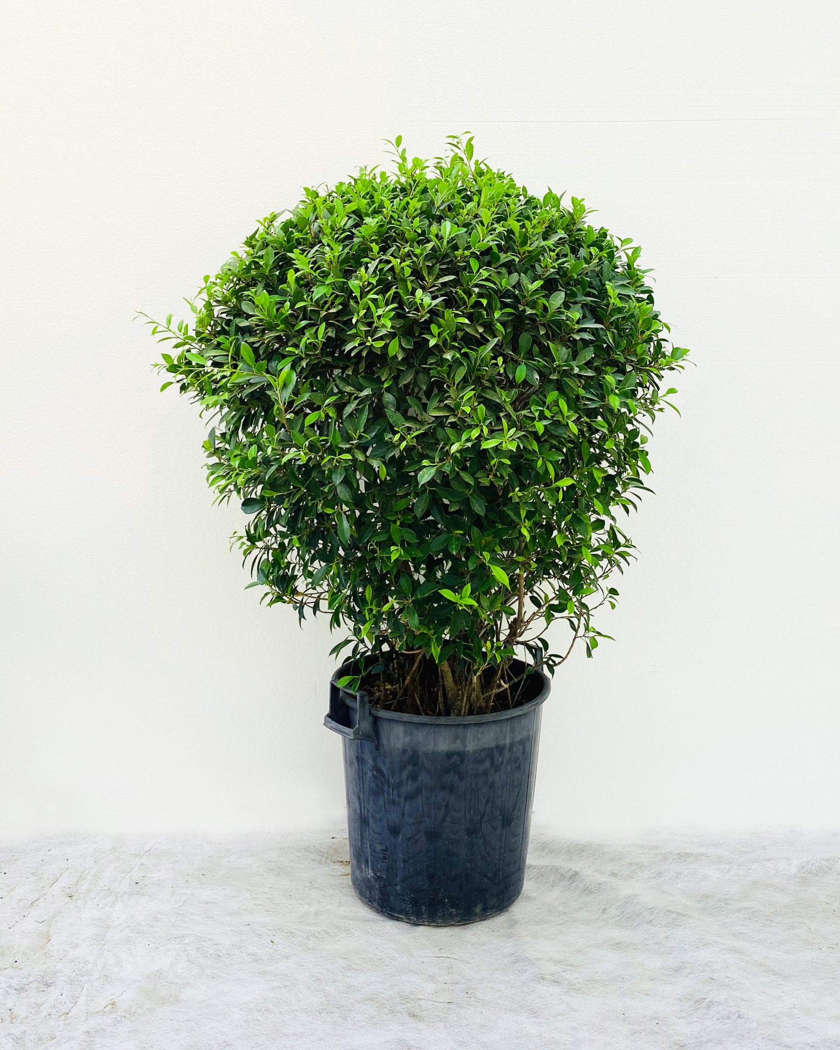 aroma-nursery-wll-webstore-ficus-microcarpa-ball-shape-size-150cm